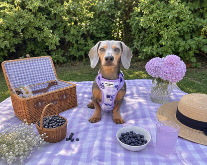 Blueberry Gingham Adventure Paws Harness