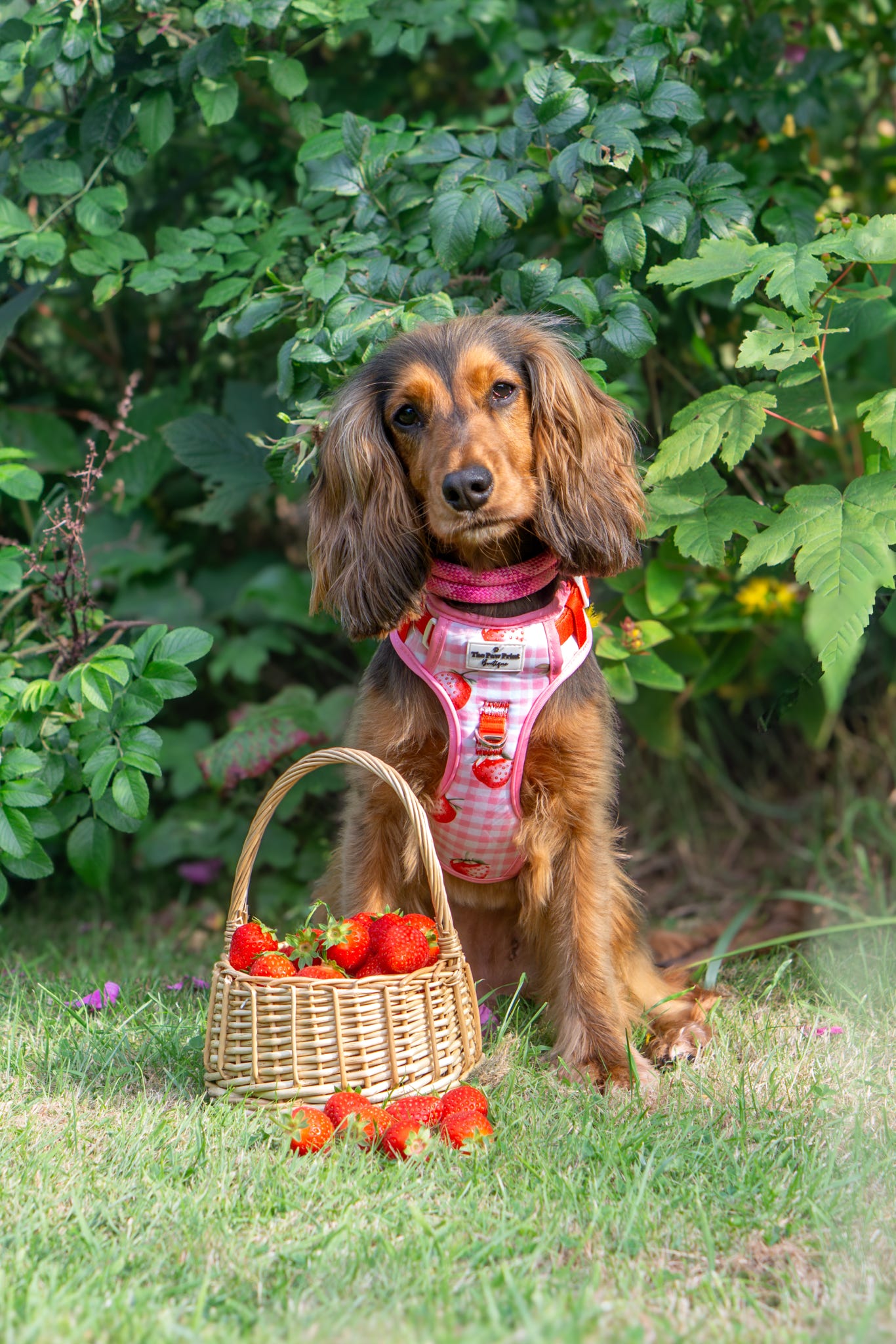 Strawberry Gingham Adventure Paws Harness