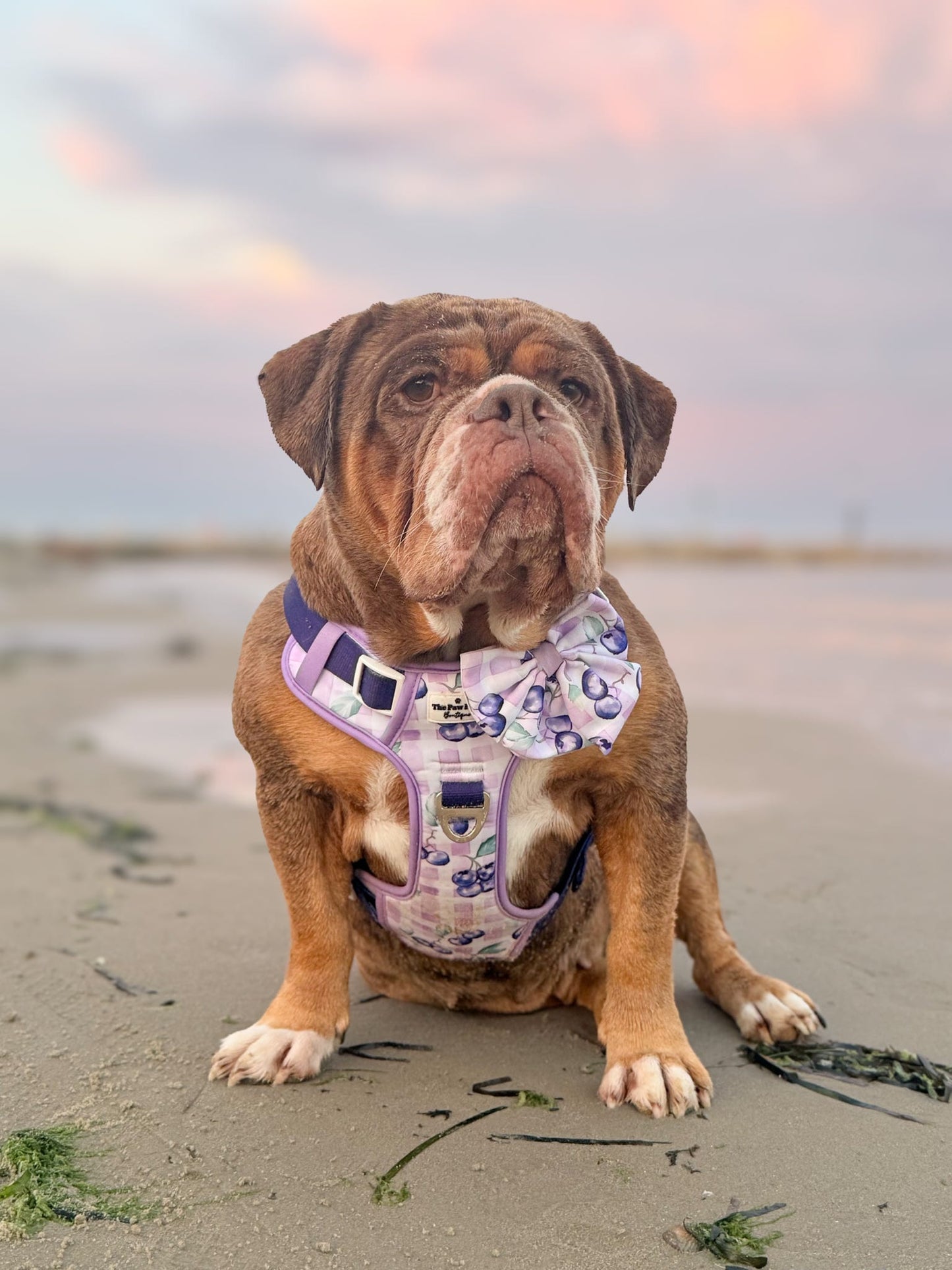 Blueberry Gingham Bow Tie