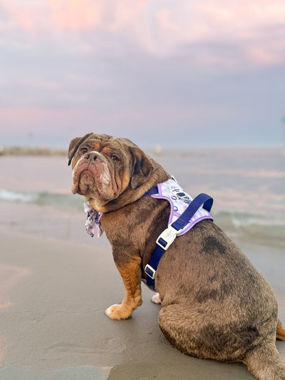 Blueberry Gingham Adventure Paws Harness