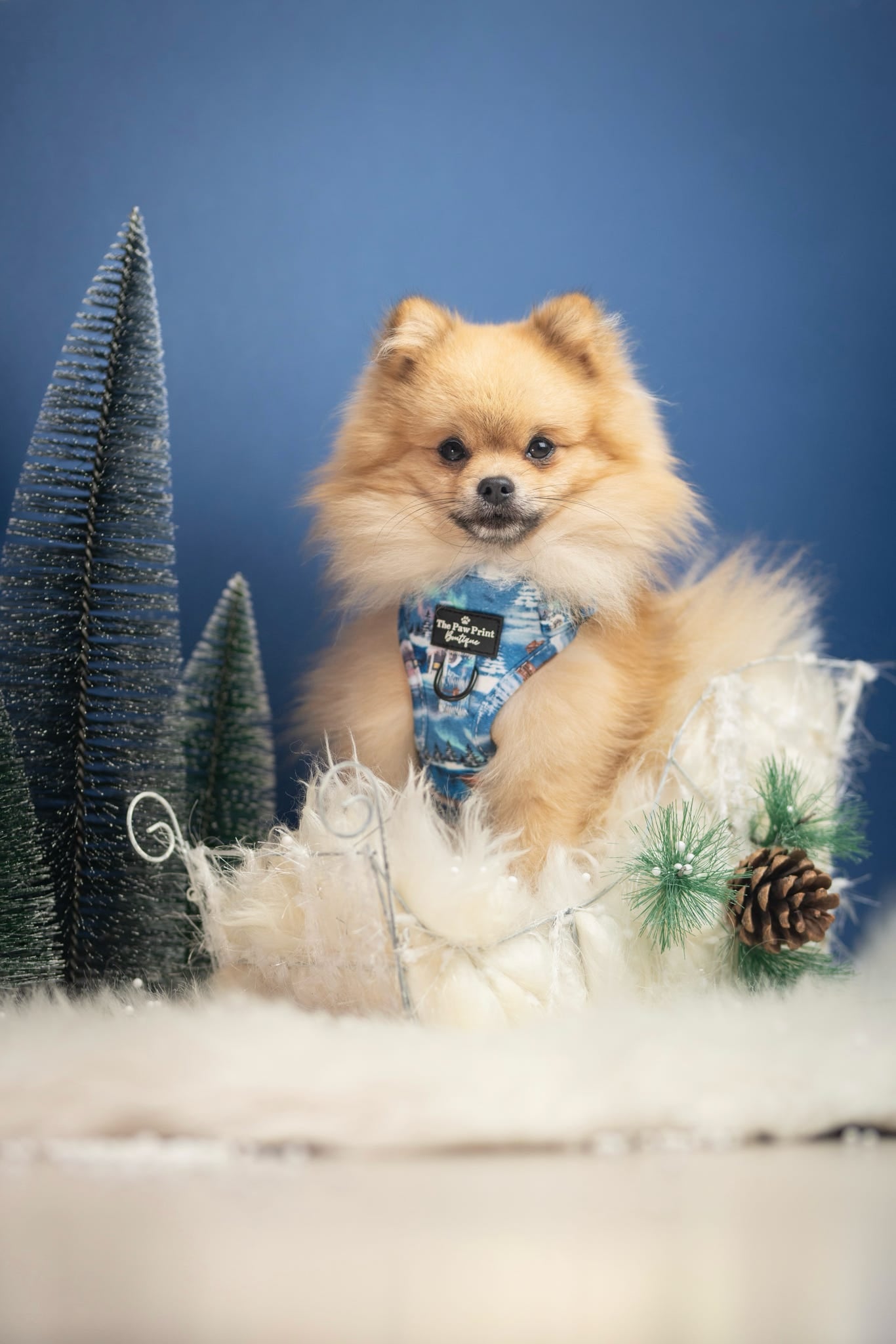 The North Pole Adjustable Harness
