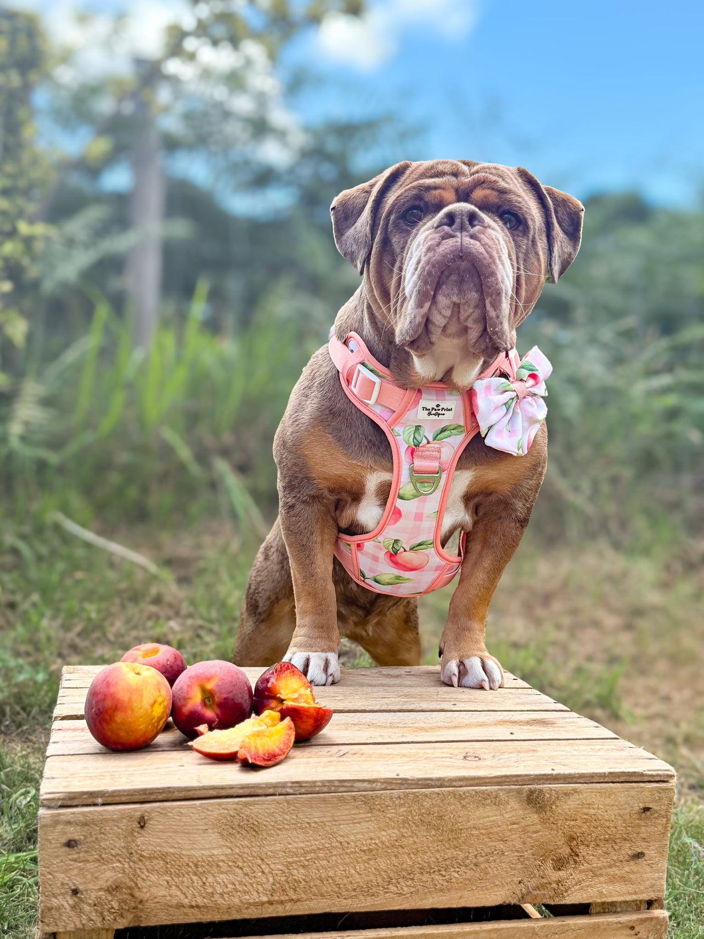 Peach Gingham Bow Tie