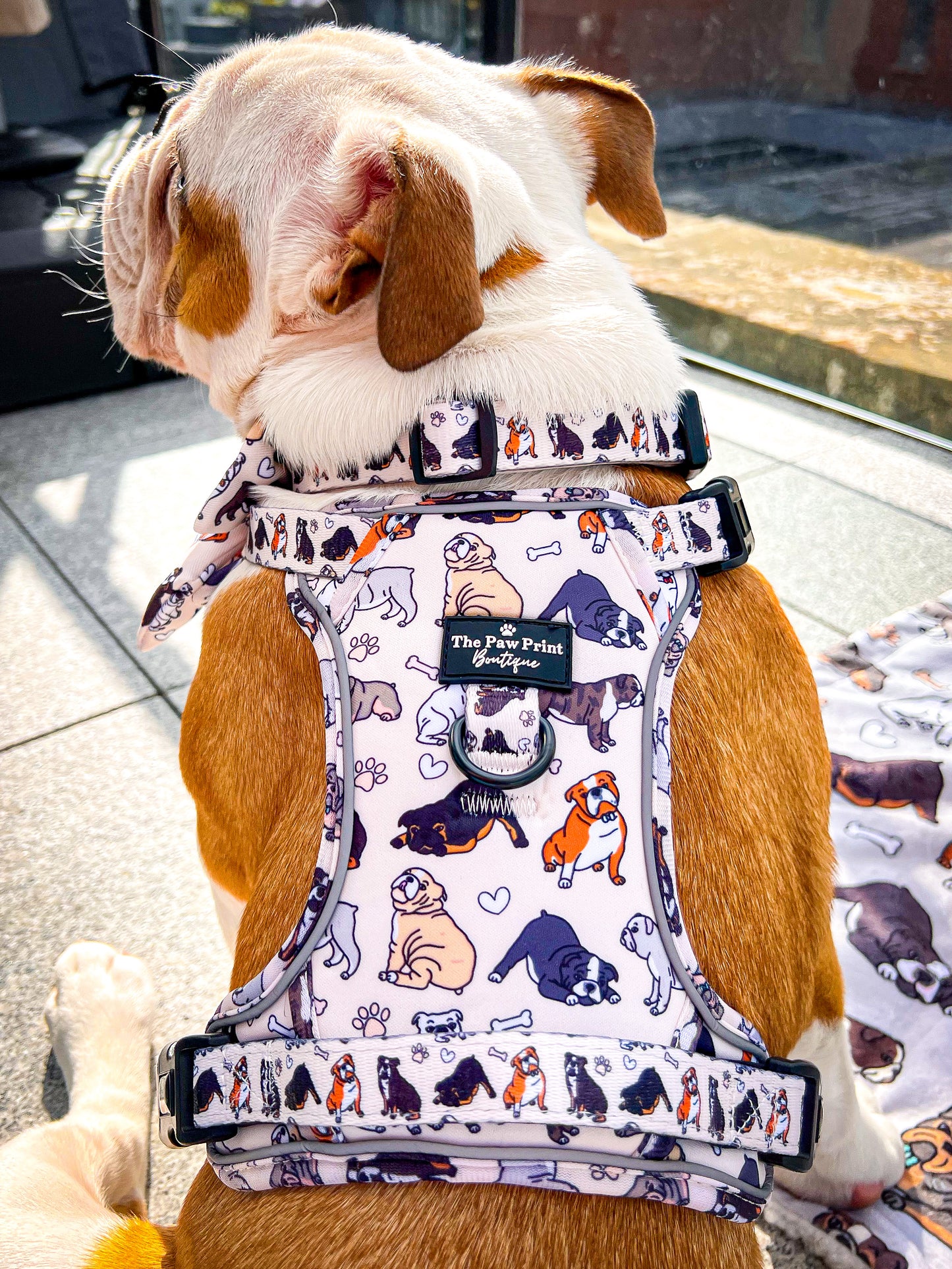 The Bulldog Collar